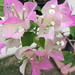 Meet your Posher, Brigitte